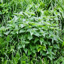 Nettle Root